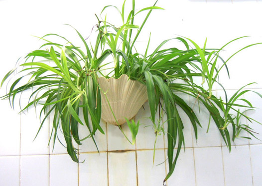 如何通过植物改善家居风水?