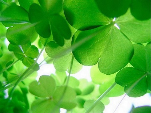 四叶草的含义 四叶草的花语