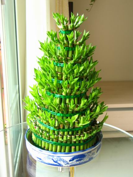 转运竹摆放哪风水好